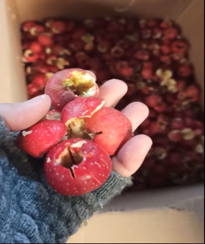 山楂、青梅去核機(jī)